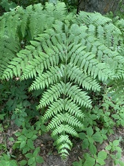 Pteridium aquilinum