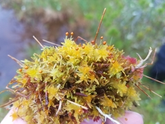 Sphagnum tenellum