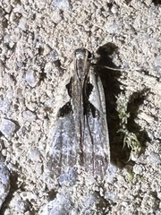 Dichomeris bilobella