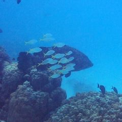 Epinephelus lanceolatus