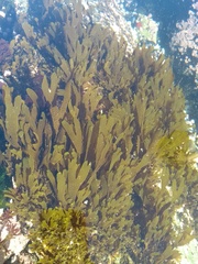 Dictyota kunthii