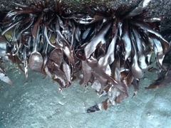 Mazzaella laminarioides