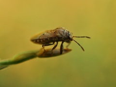 Pachyphlegyas modigliani