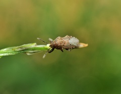 Pachyphlegyas modigliani