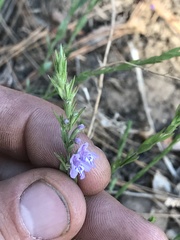 Hedeoma hyssopifolia