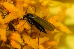 Diptera