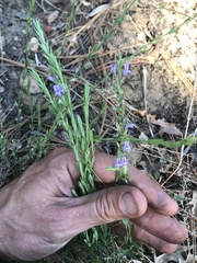Hedeoma hyssopifolia