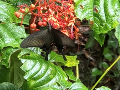 Papilio bianor thrasymedes