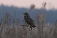 Asio capensis capensis