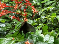 Papilio bianor thrasymedes