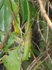 Nepenthes maxima