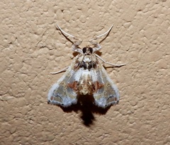 Leucinodes orbonalis