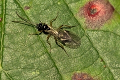 Euphorinae