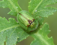 Cassida stigmatica