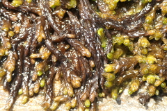 Sphagnum pylaesii