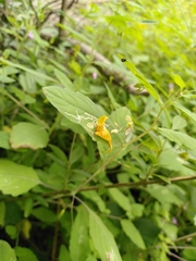 Impatiens noli-tangere