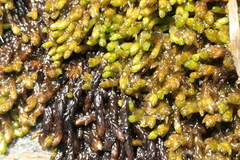 Sphagnum pylaesii