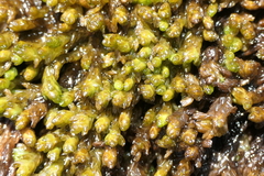 Sphagnum pylaesii