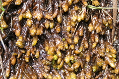 Sphagnum pylaesii