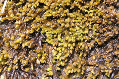Sphagnum pylaesii