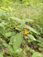 Impatiens noli-tangere