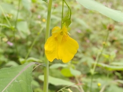 Impatiens noli-tangere