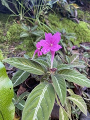 Ruellia makoyana