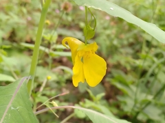 Impatiens noli-tangere