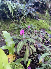 Ruellia makoyana