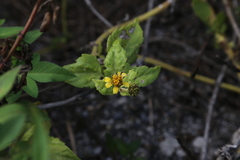 Wedelia prostrata robusta