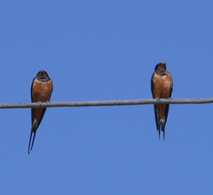 Hirundo rustica savignii