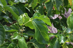 Allophylus timorensis