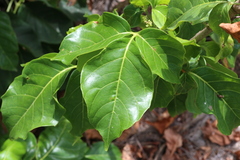 Allophylus timorensis