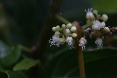 Allophylus timorensis