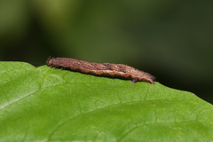 Pseudocollix hyperythra