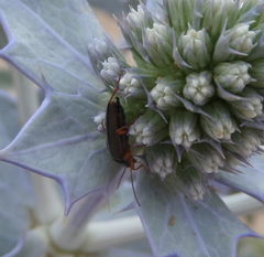 Stenostoma rostratum