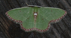 Allochrostes saliata