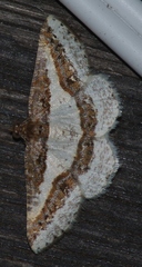 Ligdia pectinicornis
