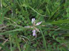 Astragalus nokoensis