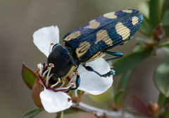 Castiarina adelaidae
