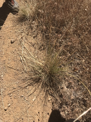 iNaturalist observation photo of purple needlegrass