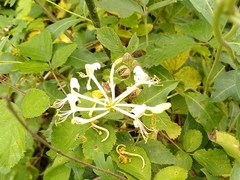 Lonicera periclymenum