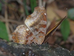 Eurytela dryope