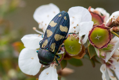 Castiarina adelaidae