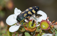 Castiarina adelaidae