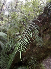 Microsorum novae-zealandiae