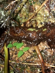 Microsorum novae-zealandiae