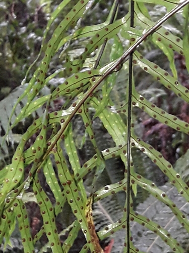 Lecanopteris image