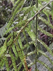 Microsorum novae-zealandiae