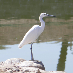 Egretta garzetta